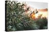 Olive Trees on Sunset. Sun Rays-Deyan Georgiev-Stretched Canvas