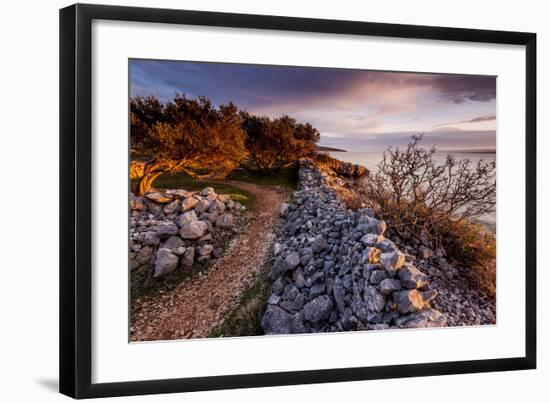 Olive Trees on the Beach, Island of Krk, Croatia-null-Framed Art Print