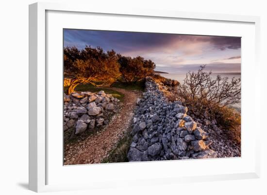 Olive Trees on the Beach, Island of Krk, Croatia-null-Framed Art Print