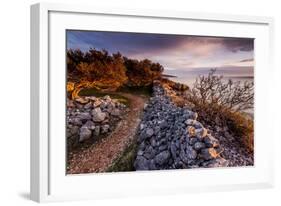 Olive Trees on the Beach, Island of Krk, Croatia-null-Framed Art Print