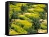Olive Trees, Provence of Granada, Andalusia, Spain-David Barnes-Framed Stretched Canvas