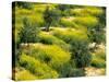 Olive Trees, Provence of Granada, Andalusia, Spain-David Barnes-Stretched Canvas