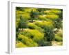 Olive Trees, Provence of Granada, Andalusia, Spain-David Barnes-Framed Photographic Print