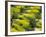 Olive Trees, Provence of Granada, Andalusia, Spain-David Barnes-Framed Photographic Print
