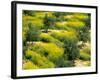 Olive Trees, Provence of Granada, Andalusia, Spain-David Barnes-Framed Photographic Print