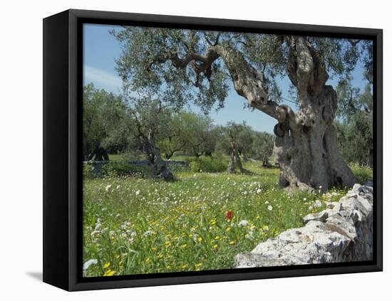 Olive Trees, Puglia, Italy, Europe-Terry Sheila-Framed Stretched Canvas
