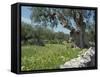 Olive Trees, Puglia, Italy, Europe-Terry Sheila-Framed Stretched Canvas