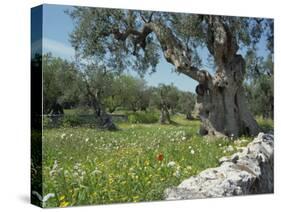 Olive Trees, Puglia, Italy, Europe-Terry Sheila-Stretched Canvas