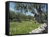 Olive Trees, Puglia, Italy, Europe-Terry Sheila-Framed Stretched Canvas