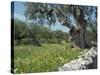 Olive Trees, Puglia, Italy, Europe-Terry Sheila-Stretched Canvas