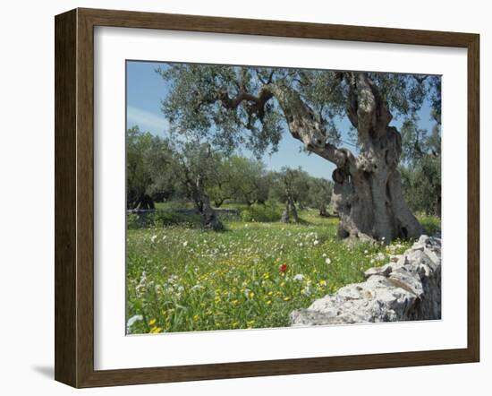 Olive Trees, Puglia, Italy, Europe-Terry Sheila-Framed Photographic Print