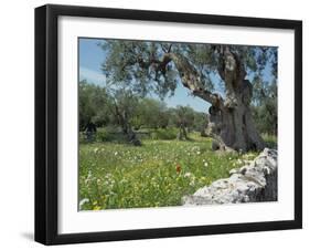 Olive Trees, Puglia, Italy, Europe-Terry Sheila-Framed Photographic Print