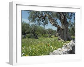 Olive Trees, Puglia, Italy, Europe-Terry Sheila-Framed Photographic Print