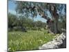 Olive Trees, Puglia, Italy, Europe-Terry Sheila-Mounted Photographic Print