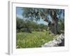 Olive Trees, Puglia, Italy, Europe-Terry Sheila-Framed Photographic Print