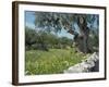 Olive Trees, Puglia, Italy, Europe-Terry Sheila-Framed Photographic Print