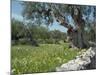 Olive Trees, Puglia, Italy, Europe-Terry Sheila-Mounted Photographic Print