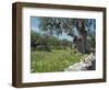 Olive Trees, Puglia, Italy, Europe-Terry Sheila-Framed Photographic Print