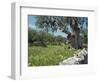 Olive Trees, Puglia, Italy, Europe-Terry Sheila-Framed Photographic Print