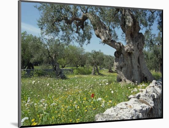 Olive Trees, Puglia, Italy, Europe-Terry Sheila-Mounted Photographic Print