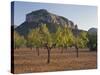 Olive Trees, Puig De S'Alcadena, Majorca, Spain-Rainer Mirau-Stretched Canvas