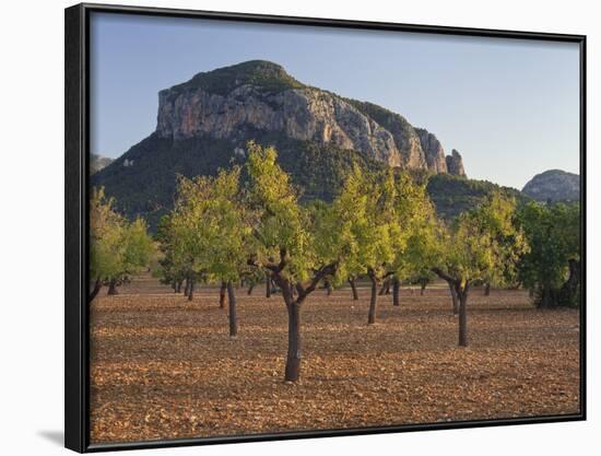 Olive Trees, Puig De S'Alcadena, Majorca, Spain-Rainer Mirau-Framed Photographic Print