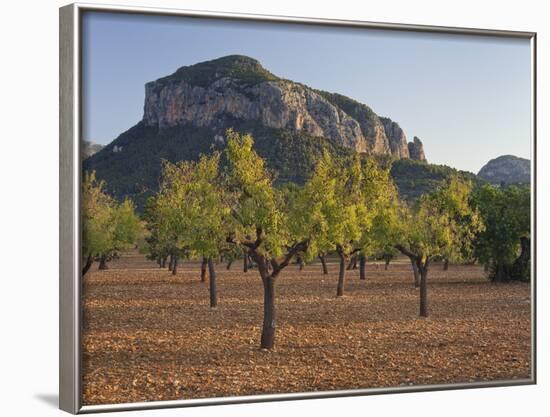 Olive Trees, Puig De S'Alcadena, Majorca, Spain-Rainer Mirau-Framed Photographic Print