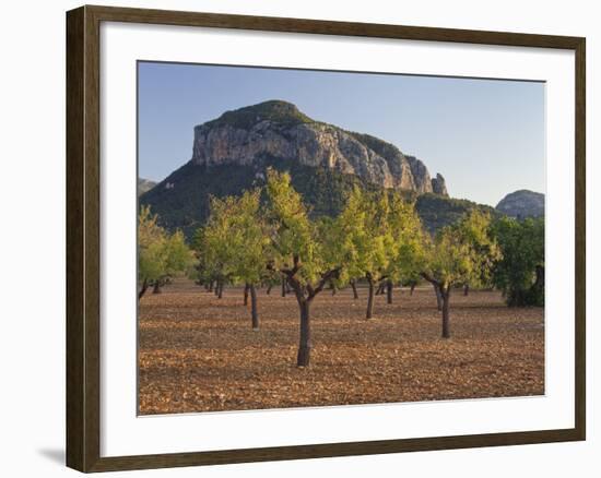 Olive Trees, Puig De S'Alcadena, Majorca, Spain-Rainer Mirau-Framed Photographic Print