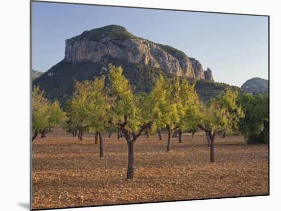Olive Trees, Puig De S'Alcadena, Majorca, Spain-Rainer Mirau-Mounted Photographic Print