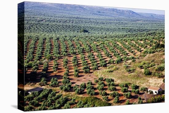 Olive Trees Seen from Town of Banos De La Encina in Spain-Julianne Eggers-Stretched Canvas