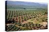 Olive Trees Seen from Town of Banos De La Encina in Spain-Julianne Eggers-Stretched Canvas