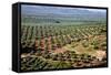 Olive Trees Seen from Town of Banos De La Encina in Spain-Julianne Eggers-Framed Stretched Canvas
