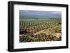 Olive Trees Seen from Town of Banos De La Encina in Spain-Julianne Eggers-Framed Photographic Print