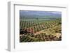 Olive Trees Seen from Town of Banos De La Encina in Spain-Julianne Eggers-Framed Photographic Print