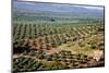 Olive Trees Seen from Town of Banos De La Encina in Spain-Julianne Eggers-Mounted Photographic Print