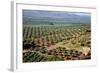 Olive Trees Seen from Town of Banos De La Encina in Spain-Julianne Eggers-Framed Photographic Print