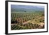 Olive Trees Seen from Town of Banos De La Encina in Spain-Julianne Eggers-Framed Photographic Print