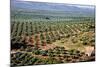 Olive Trees Seen from Town of Banos De La Encina in Spain-Julianne Eggers-Mounted Photographic Print