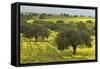 Olive Trees with by Yellow Bermuda Buttercups (Oxalis Pes Caprae) Kaplika, Northern Cyprus, April-Lilja-Framed Stretched Canvas