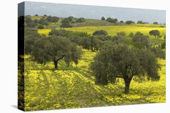 Olive Trees with by Yellow Bermuda Buttercups (Oxalis Pes Caprae) Kaplika, Northern Cyprus, April-Lilja-Stretched Canvas