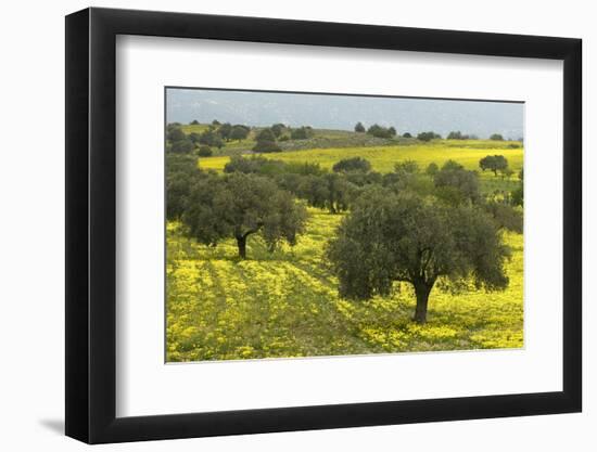 Olive Trees with by Yellow Bermuda Buttercups (Oxalis Pes Caprae) Kaplika, Northern Cyprus, April-Lilja-Framed Photographic Print
