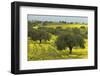 Olive Trees with by Yellow Bermuda Buttercups (Oxalis Pes Caprae) Kaplika, Northern Cyprus, April-Lilja-Framed Photographic Print