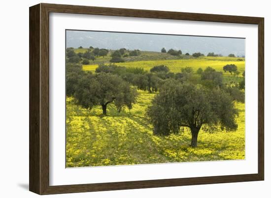 Olive Trees with by Yellow Bermuda Buttercups (Oxalis Pes Caprae) Kaplika, Northern Cyprus, April-Lilja-Framed Photographic Print