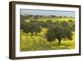 Olive Trees with by Yellow Bermuda Buttercups (Oxalis Pes Caprae) Kaplika, Northern Cyprus, April-Lilja-Framed Photographic Print