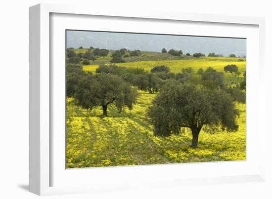 Olive Trees with by Yellow Bermuda Buttercups (Oxalis Pes Caprae) Kaplika, Northern Cyprus, April-Lilja-Framed Photographic Print
