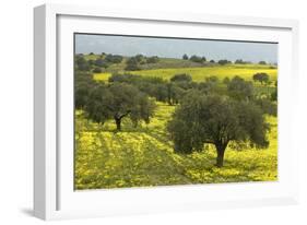 Olive Trees with by Yellow Bermuda Buttercups (Oxalis Pes Caprae) Kaplika, Northern Cyprus, April-Lilja-Framed Photographic Print