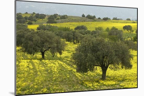 Olive Trees with by Yellow Bermuda Buttercups (Oxalis Pes Caprae) Kaplika, Northern Cyprus, April-Lilja-Mounted Photographic Print