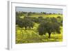 Olive Trees with by Yellow Bermuda Buttercups (Oxalis Pes Caprae) Kaplika, Northern Cyprus, April-Lilja-Framed Photographic Print