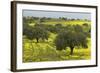 Olive Trees with by Yellow Bermuda Buttercups (Oxalis Pes Caprae) Kaplika, Northern Cyprus, April-Lilja-Framed Photographic Print