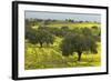 Olive Trees with by Yellow Bermuda Buttercups (Oxalis Pes Caprae) Kaplika, Northern Cyprus, April-Lilja-Framed Photographic Print